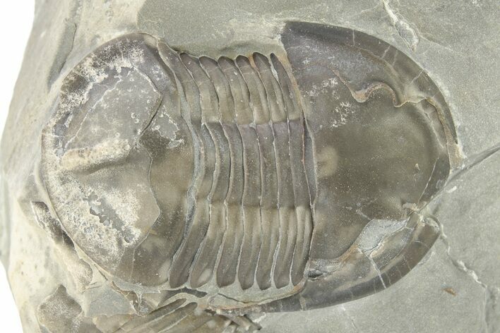 Inflated Isoteloides Flexus Trilobite - Fillmore Formation, Utah #274042